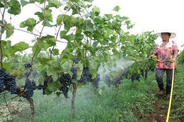 叶面肥被热推，它和水溶肥料有什么关系？